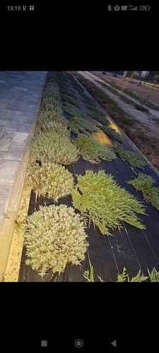 Screenshot_2026-02-06-13-10-50-944_com.google.android.apps.photos